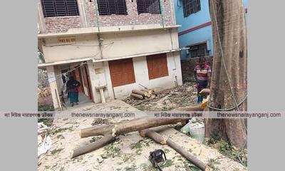 তানজিম হোমিওপ্যাথি কলেজের অর্ধশত গাছ কাটলো অধ্যক্ষ